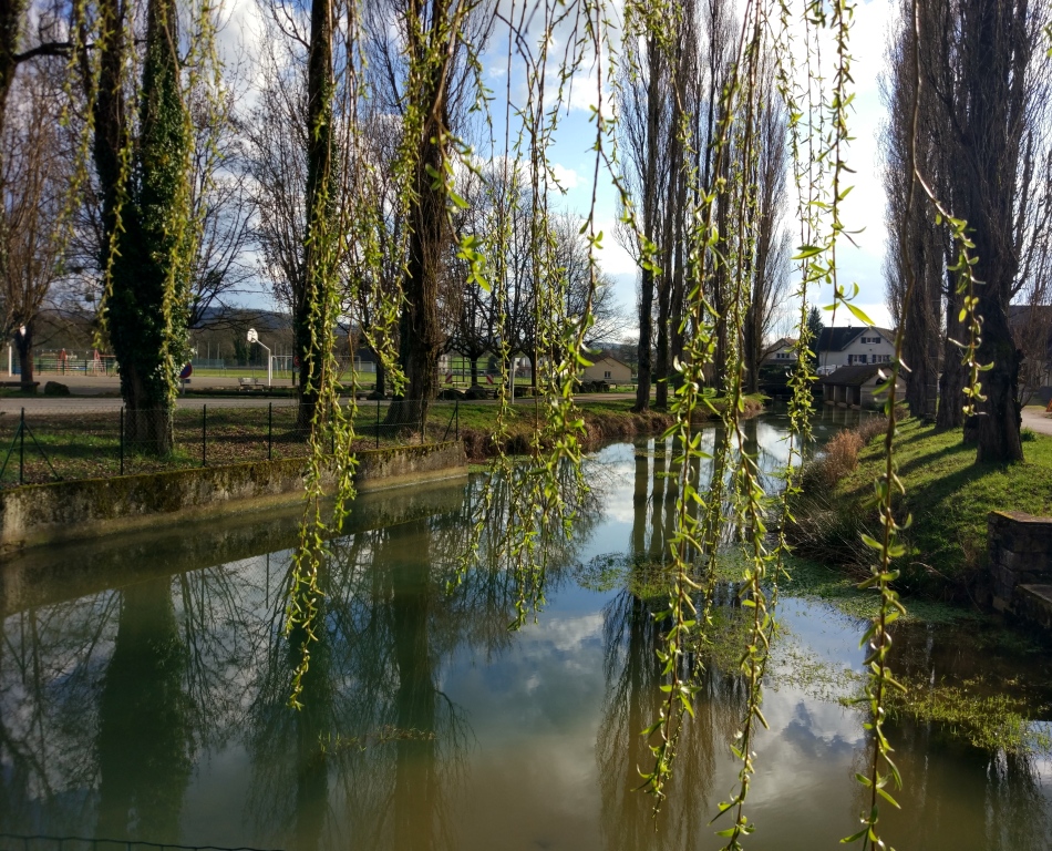 Village surrounded by forest